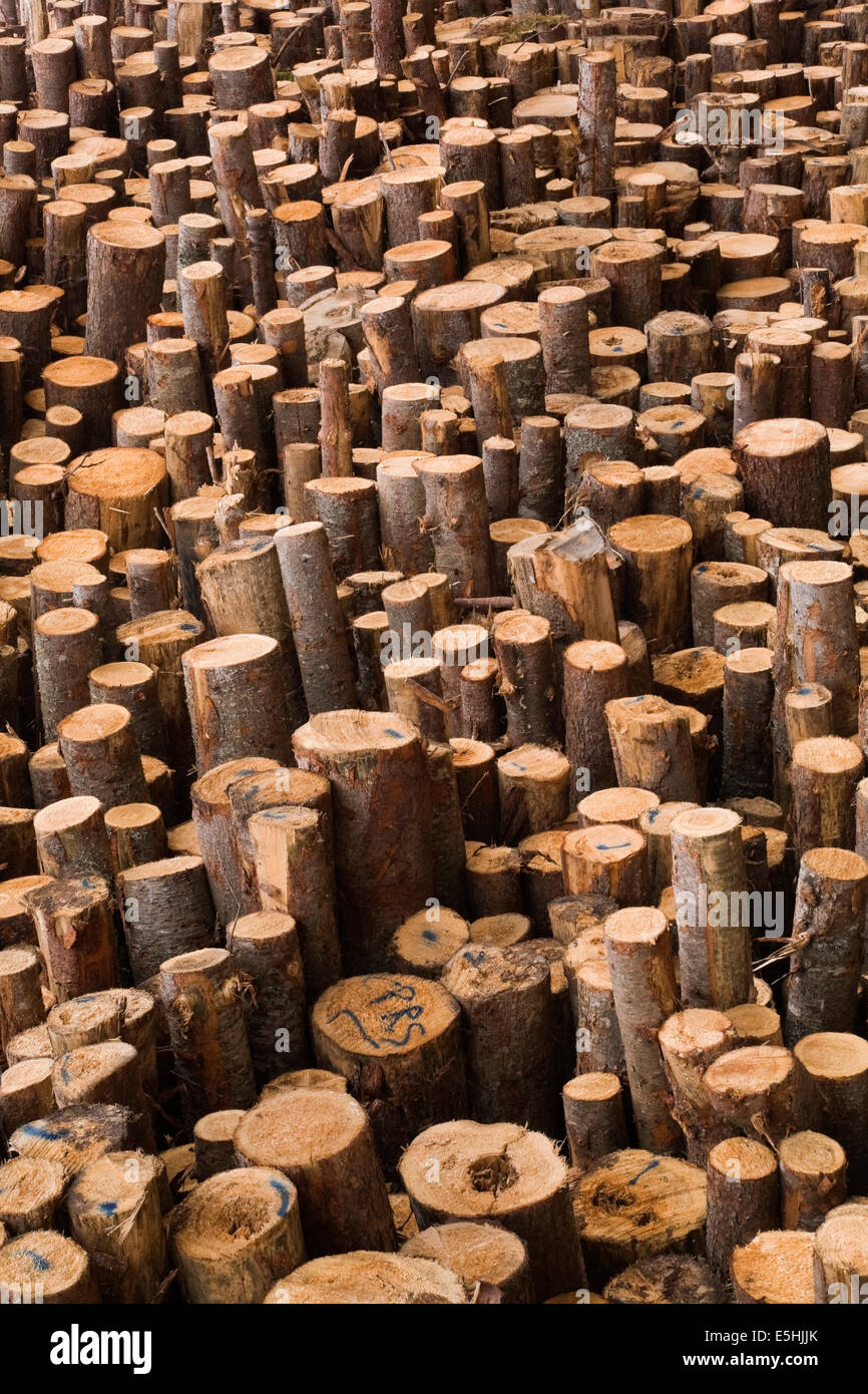 Frisch geschnitten und gestapelte Holz Protokolle an eine Sägemühle, Quebec, Kanada Stockfoto