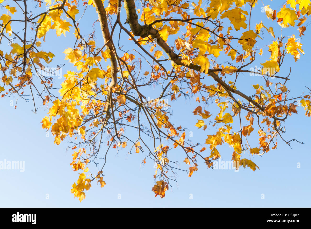 Unter die Zweige und Blätter der Spitzahorn {Acer negundo) Baum im Herbst, England, Großbritannien Stockfoto