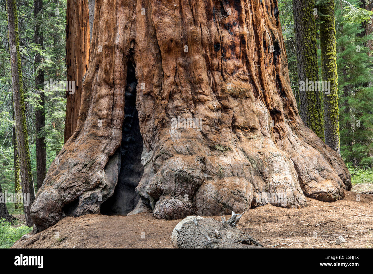 Stamm der Mammutbaum (Sequoioideae), Porterville, Sequoia National Park, California, Vereinigte Staaten von Amerika Stockfoto