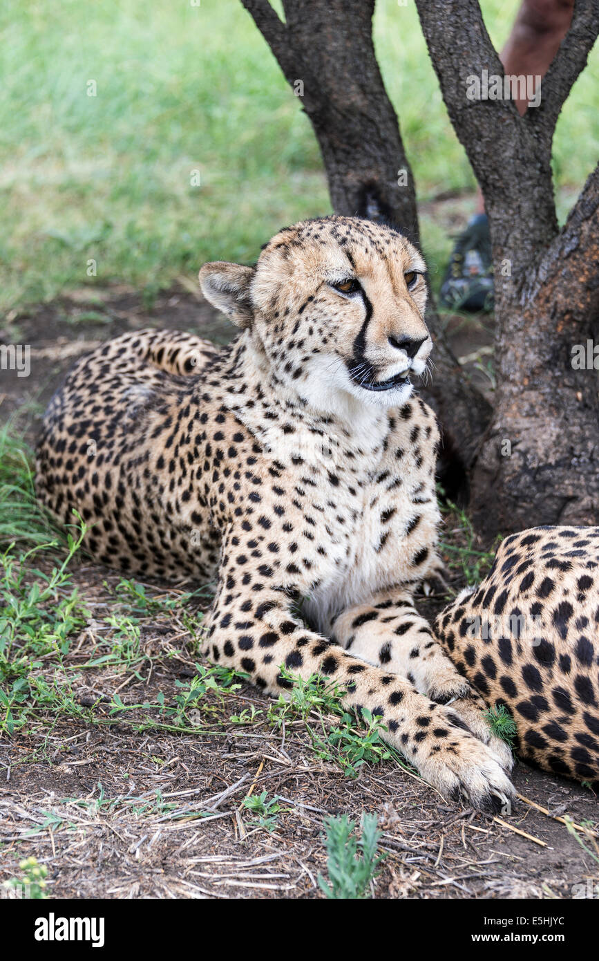 Gepard (Acinonyx Jubatus), Nambiti Reserve, Kwa-Zulu Natal, Südafrika Stockfoto
