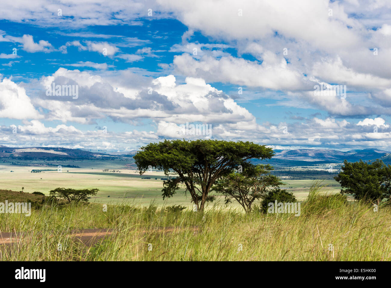 Regenschirm Dorn Akazie, (Vachellia Tortilis) Kwa Zulu Natal, Südafrika Stockfoto