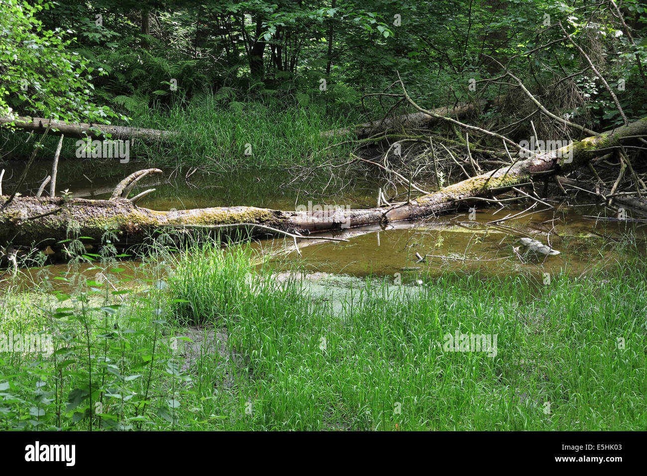 gebürstete Waldteich Stockfoto