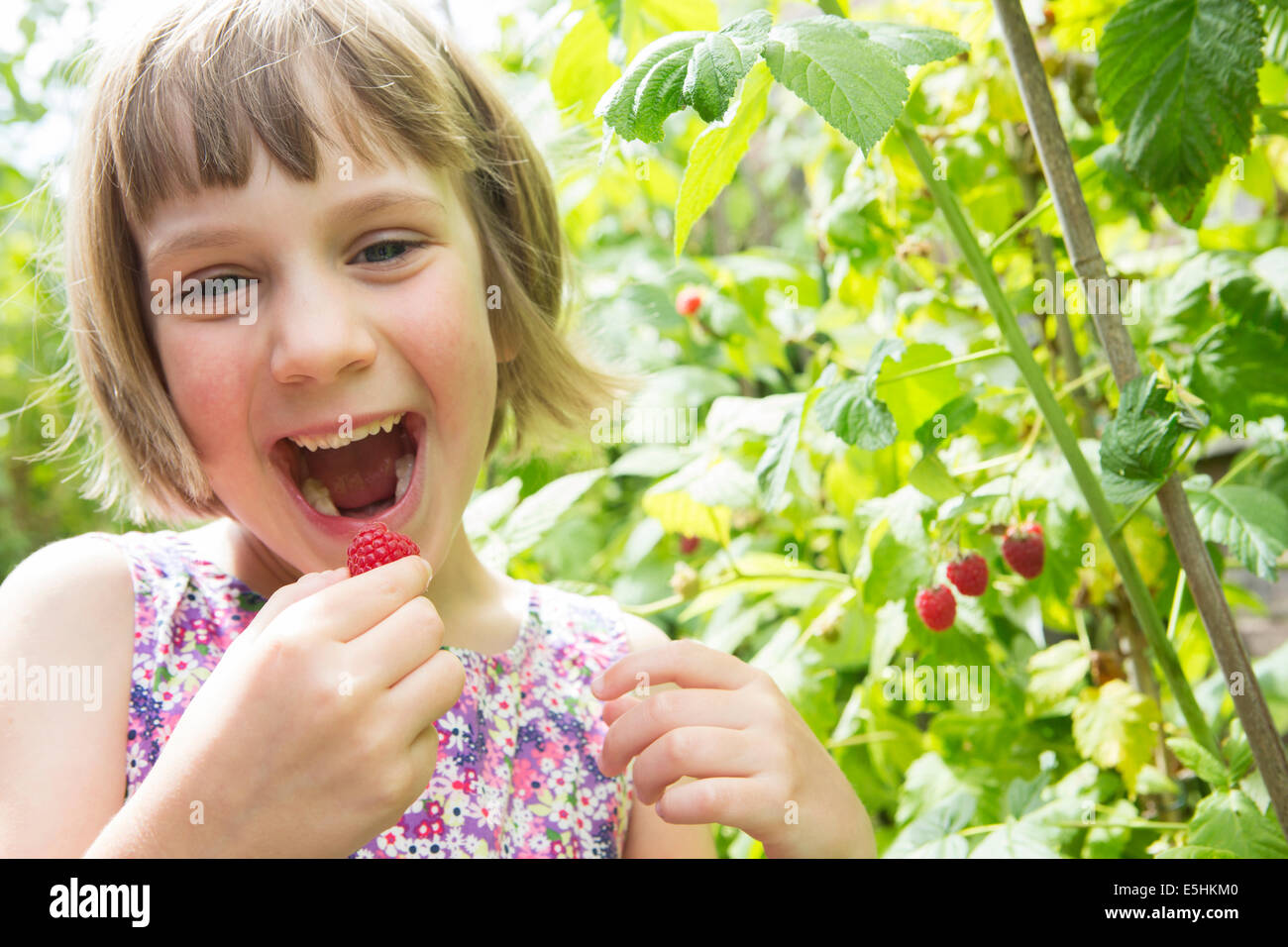 Junges Mädchen essen Himbeeren aus dem Garten Stockfoto