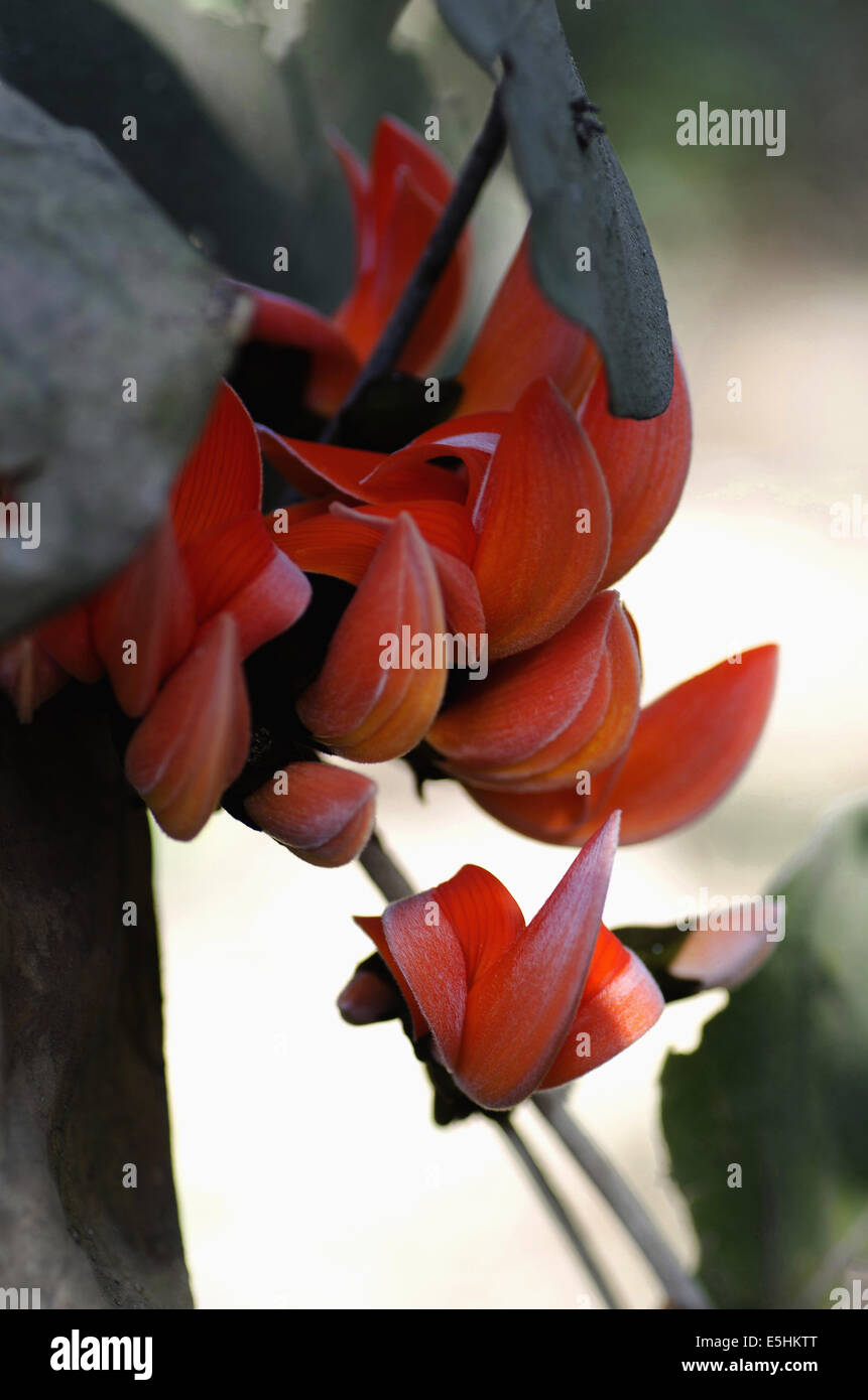 Jowita Blumen, Butea Superba, Flamme des Waldes Blume, Pune, Maharashtra, Indien Stockfoto