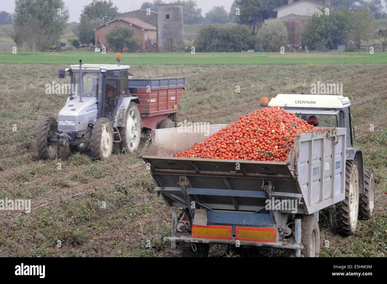Tomaten, automatisiert die Ernte in der Provinz Piacenza (Italien) Stockfoto