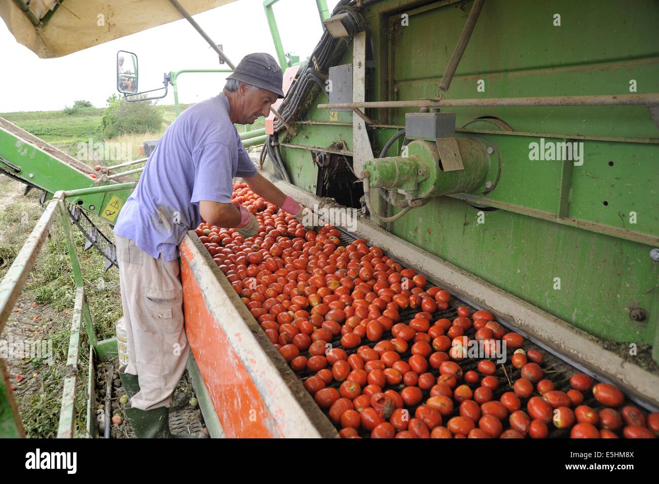 Tomaten, automatisiert die Ernte in der Provinz Piacenza (Italien) Stockfoto