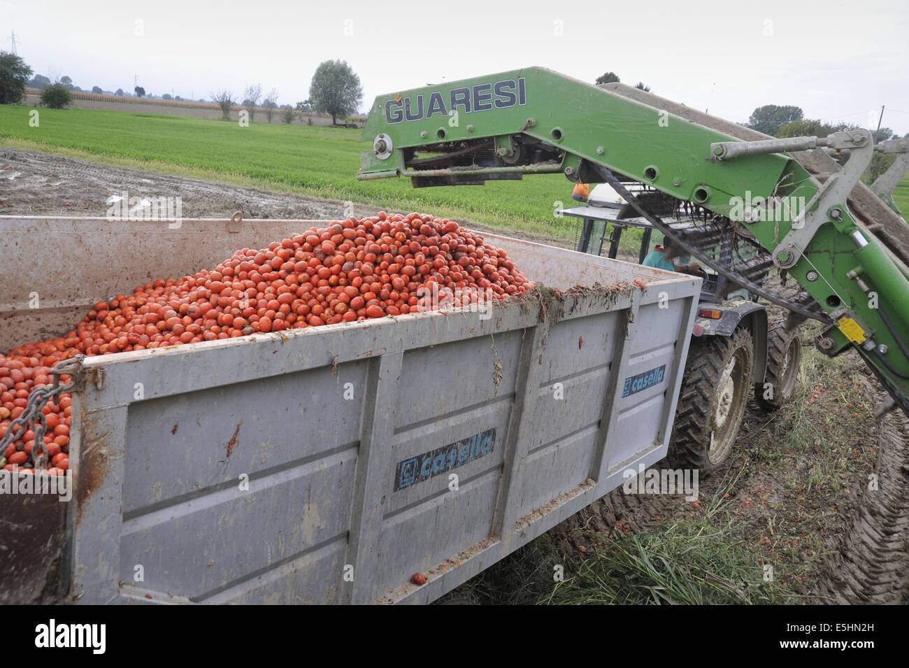 Tomaten, automatisiert die Ernte in der Provinz Piacenza (Italien) Stockfoto