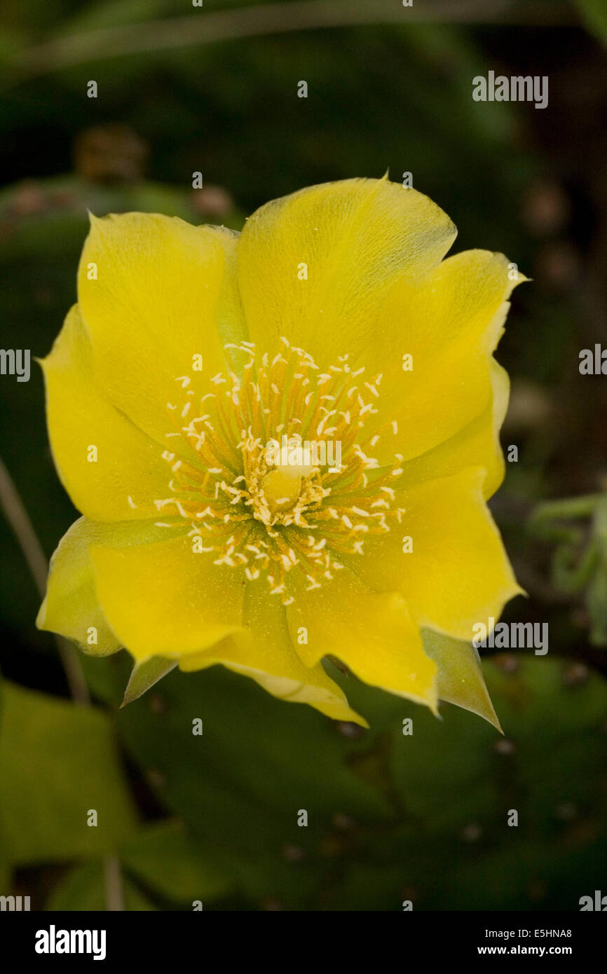 gelbe Blume Berberitze Feigen Anlage Stockfoto