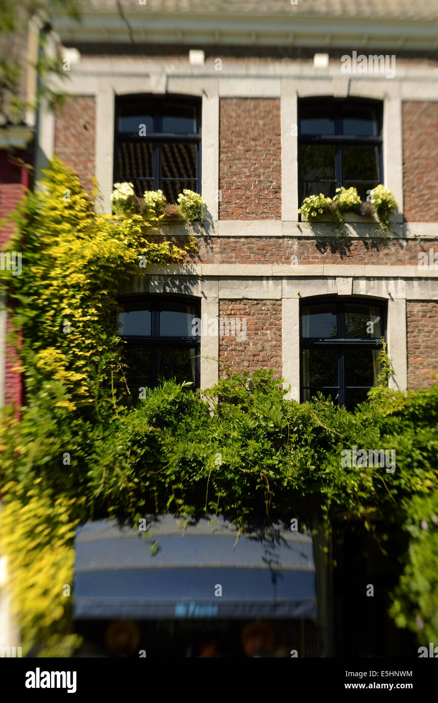 Seitenstraße in Maastricht Altstadt. Haus mit Reben, die auf ihm wachsen und blühen Boxen. Schuss mit LensBaby für Tiefenschärfe. Stockfoto