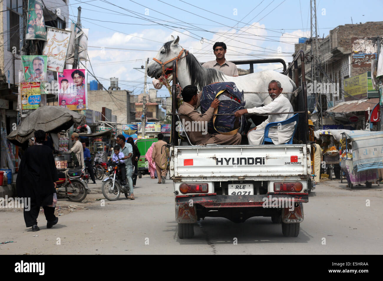 Pferde auf einem LKW, Rawalpindi, Pakistan Stockfoto