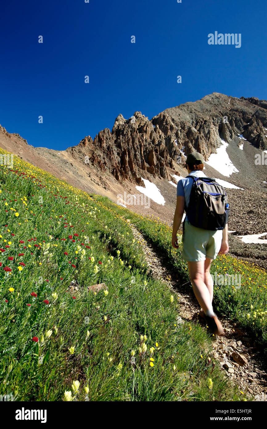 Weibliche Wanderer auf Wildblumen flankiert Trail und Mount Sneffels über Yankee Boy Becken, in der Nähe von Ouray, Colorado USA Stockfoto