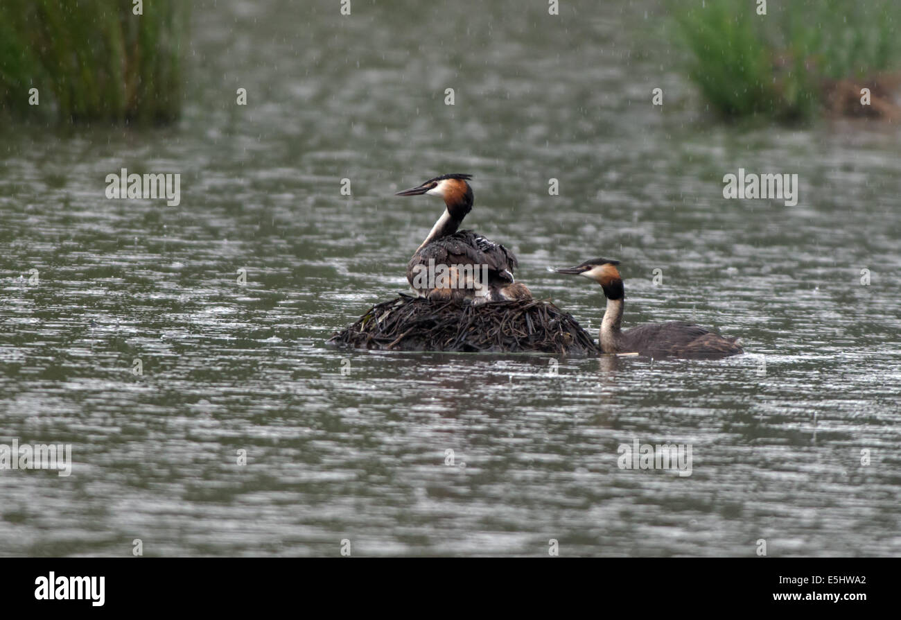 Weibliche Great Crested Grebe-Podiceps Cristatus auf Nest, während männliche bietet frisch geschlüpften Küken eine Feder als Geschenk, im Regen. Stockfoto