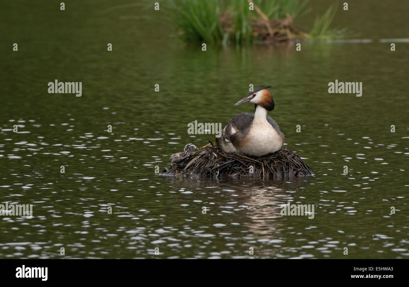 Erwachsenen Great Crested Grebe-Podiceps Cristatus auf Nest mit frisch geschlüpften Küken. Stockfoto