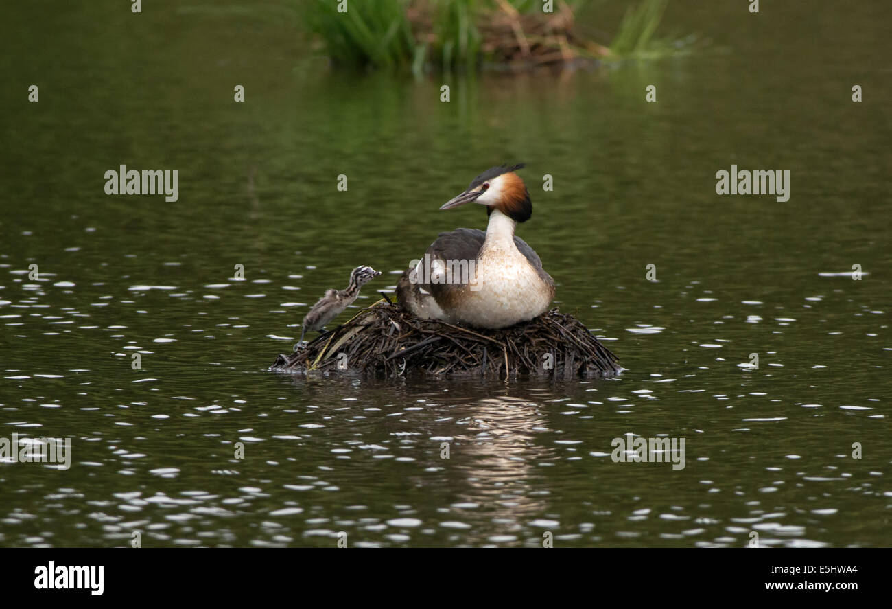 Erwachsenen Great Crested Grebe-Podiceps Cristatus auf Nest mit frisch geschlüpften Küken. Stockfoto