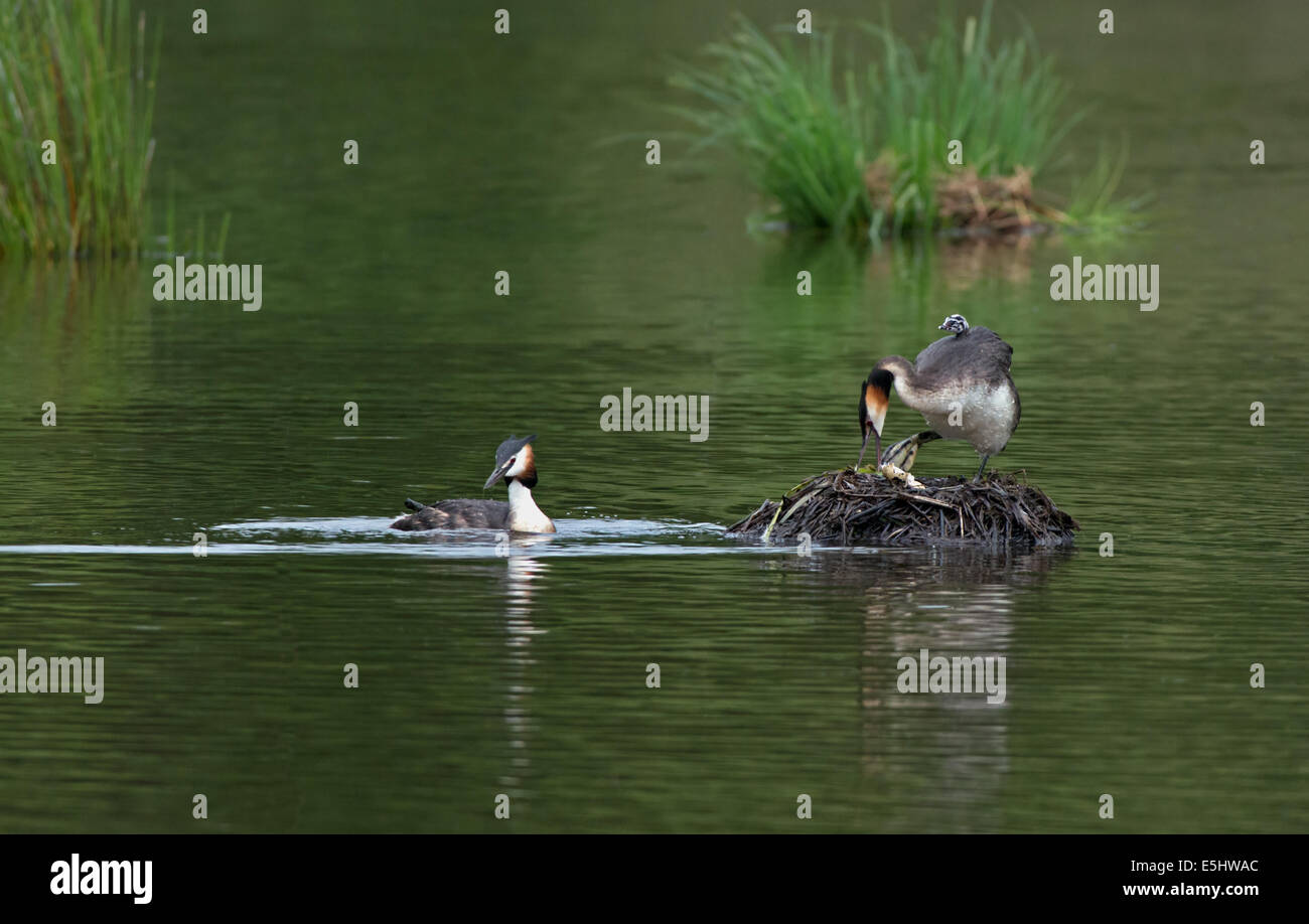 Weibliche Haubentaucher entzieht eierschale Nest mit frisch geschlüpften Küken auf Rücken, während Männchen in der Nähe von schwimmt. Stockfoto