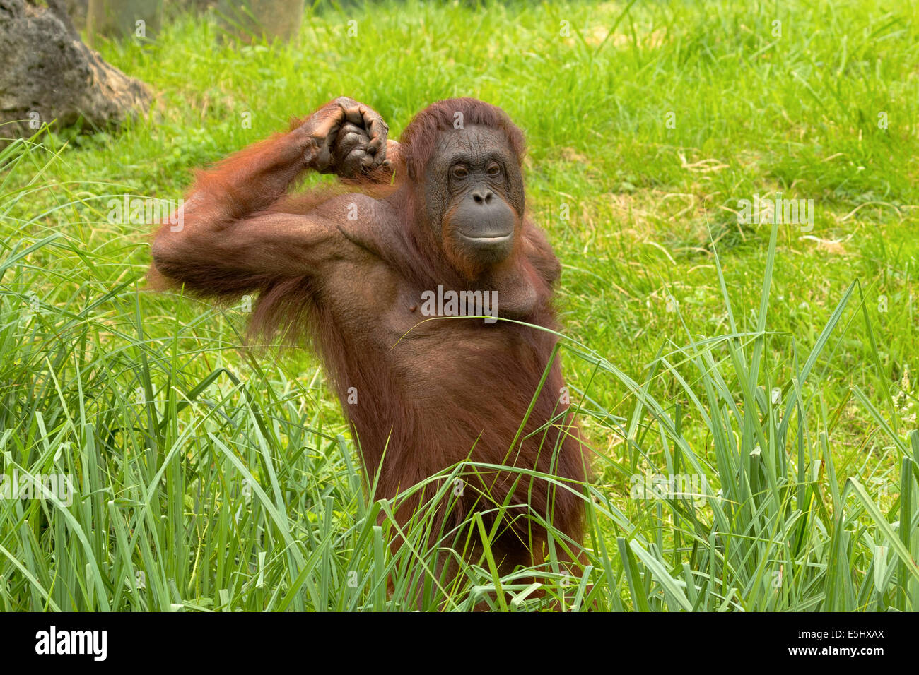Orang-Utan gähnt "und" Dehnen nach dem Aufwachen Stockfoto