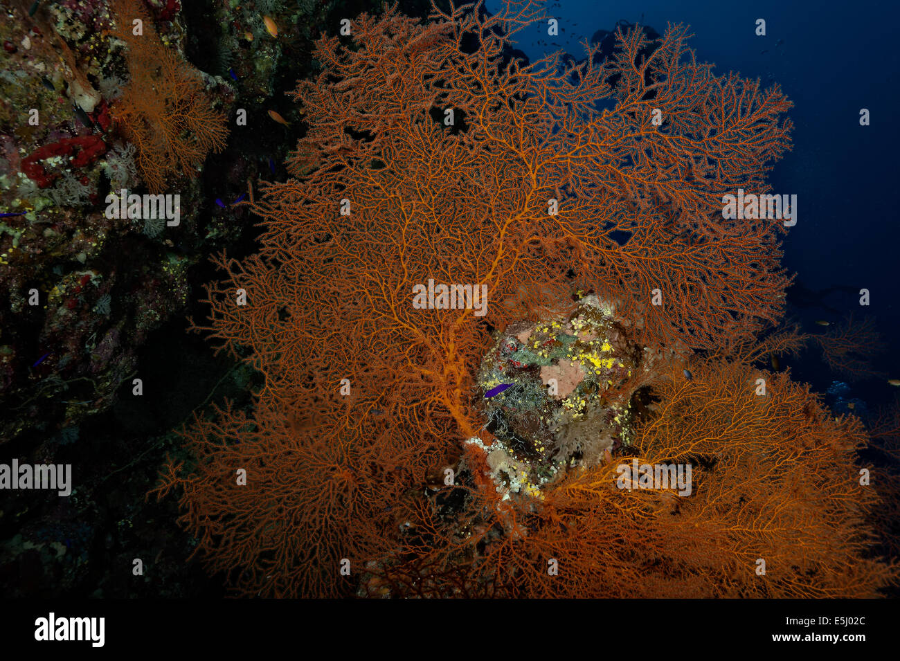 Üppigen Wachstum der Korallen im Roten Meer Küste von Sudan Stockfoto
