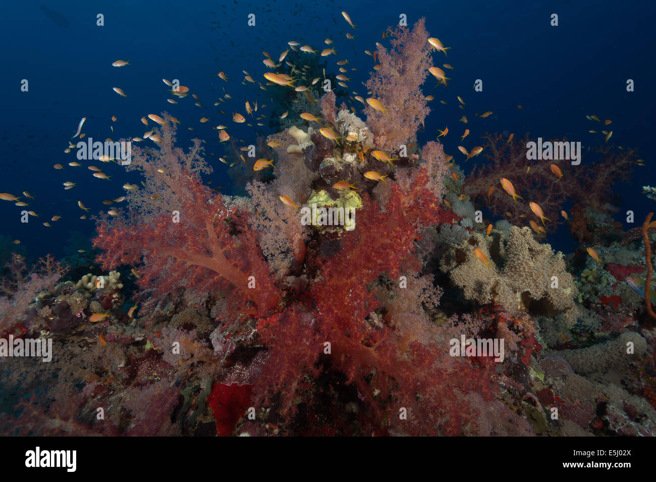 Üppigen Wachstum von Weichkorallen im Roten Meer Küste von Sudan Stockfoto
