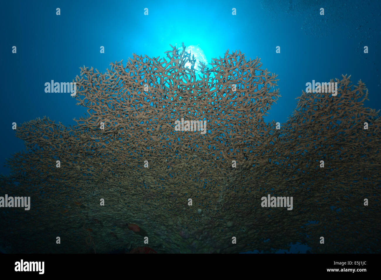 Üppigen Wachstum von Korallen im Roten Meer Küste von Sudan Stockfoto