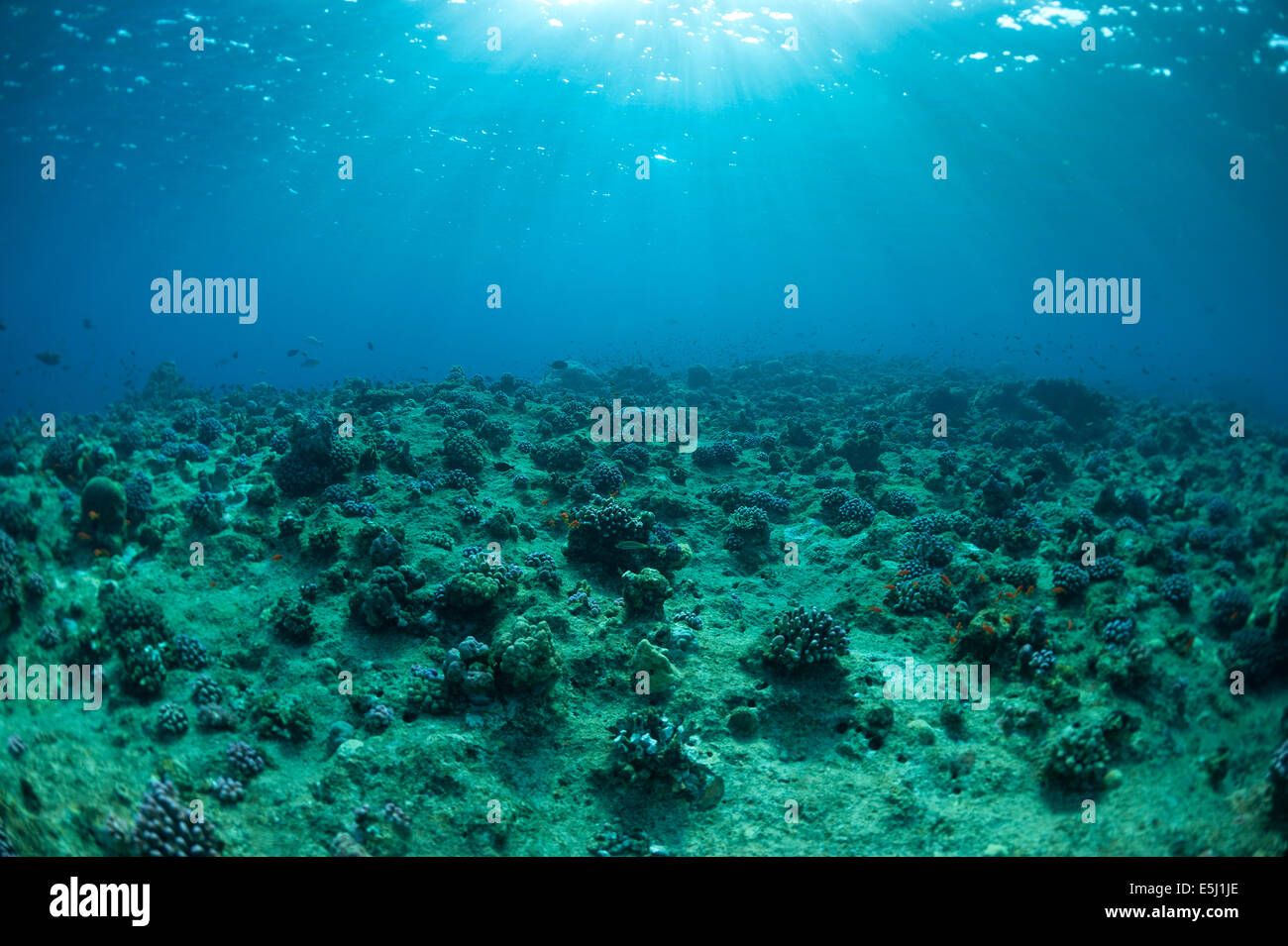 Tote Korallen im Roten Meer Küste von Sudan Stockfoto