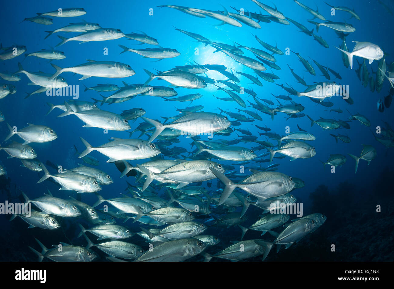 Schule für Großaugenthun Makrelen im Roten Meer Küste von Sudan Stockfoto