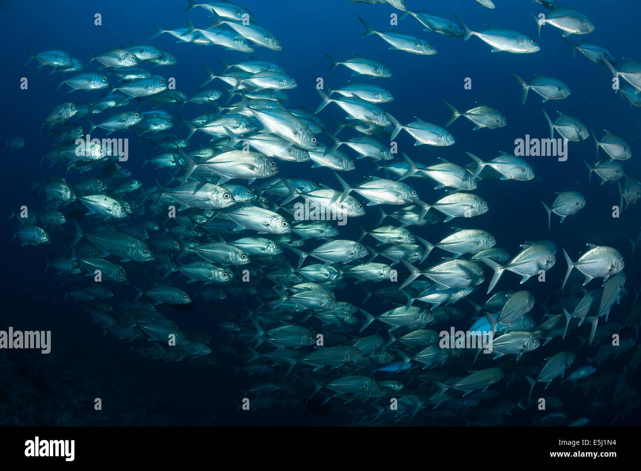 Schule für Großaugenthun Makrelen im Roten Meer Küste von Sudan Stockfoto