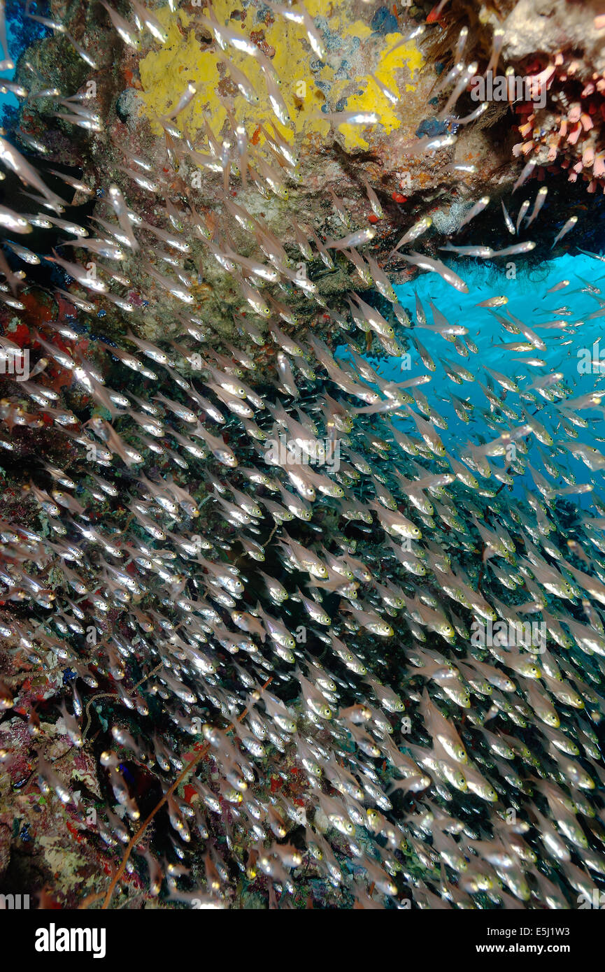 Zwerg-Kehrmaschine Fischschwarm im Roten Meer Küste von Sudan Stockfoto