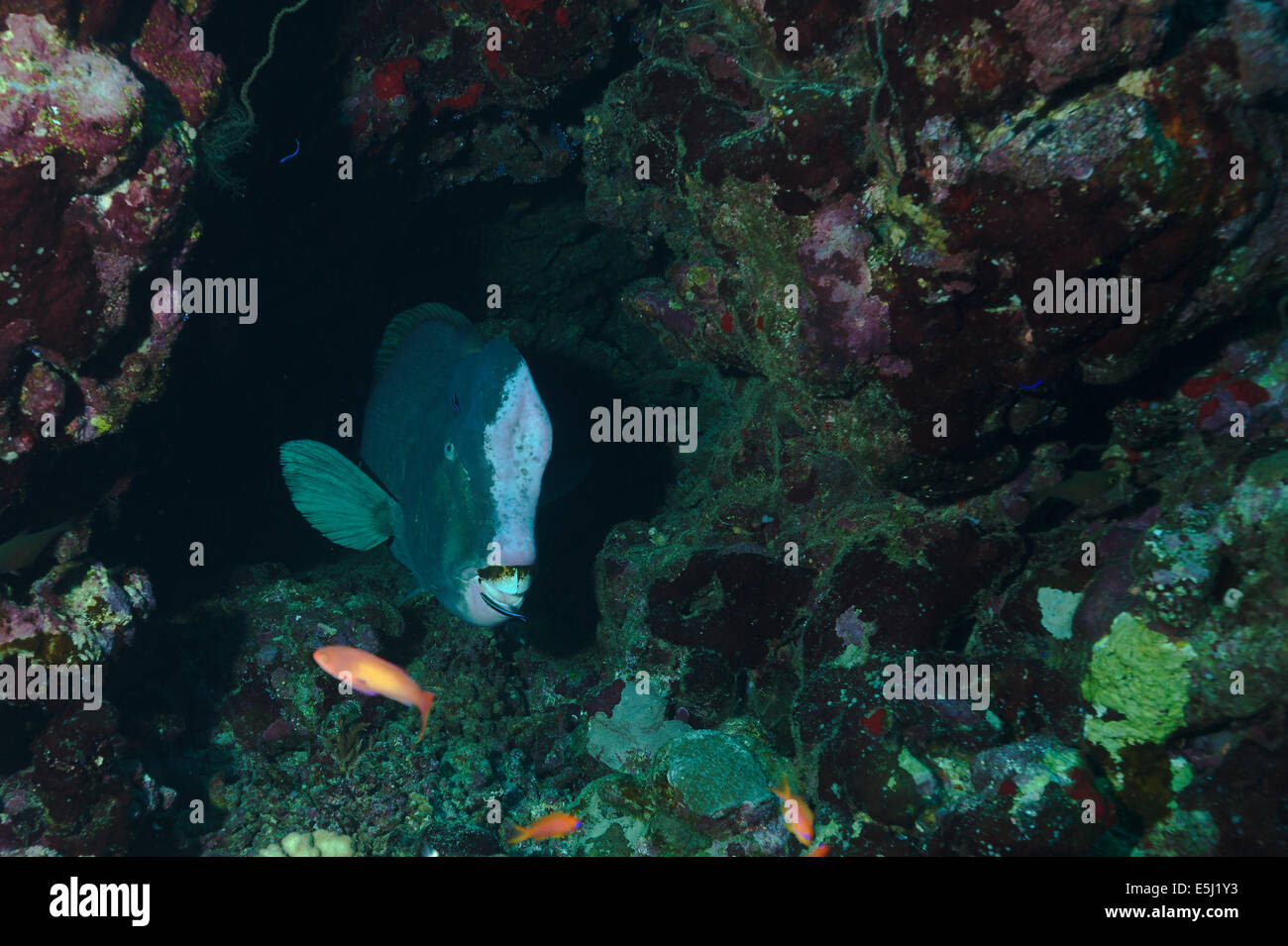grüne Beginn Papageienfisch im Roten Meer Küste von Sudan Stockfoto
