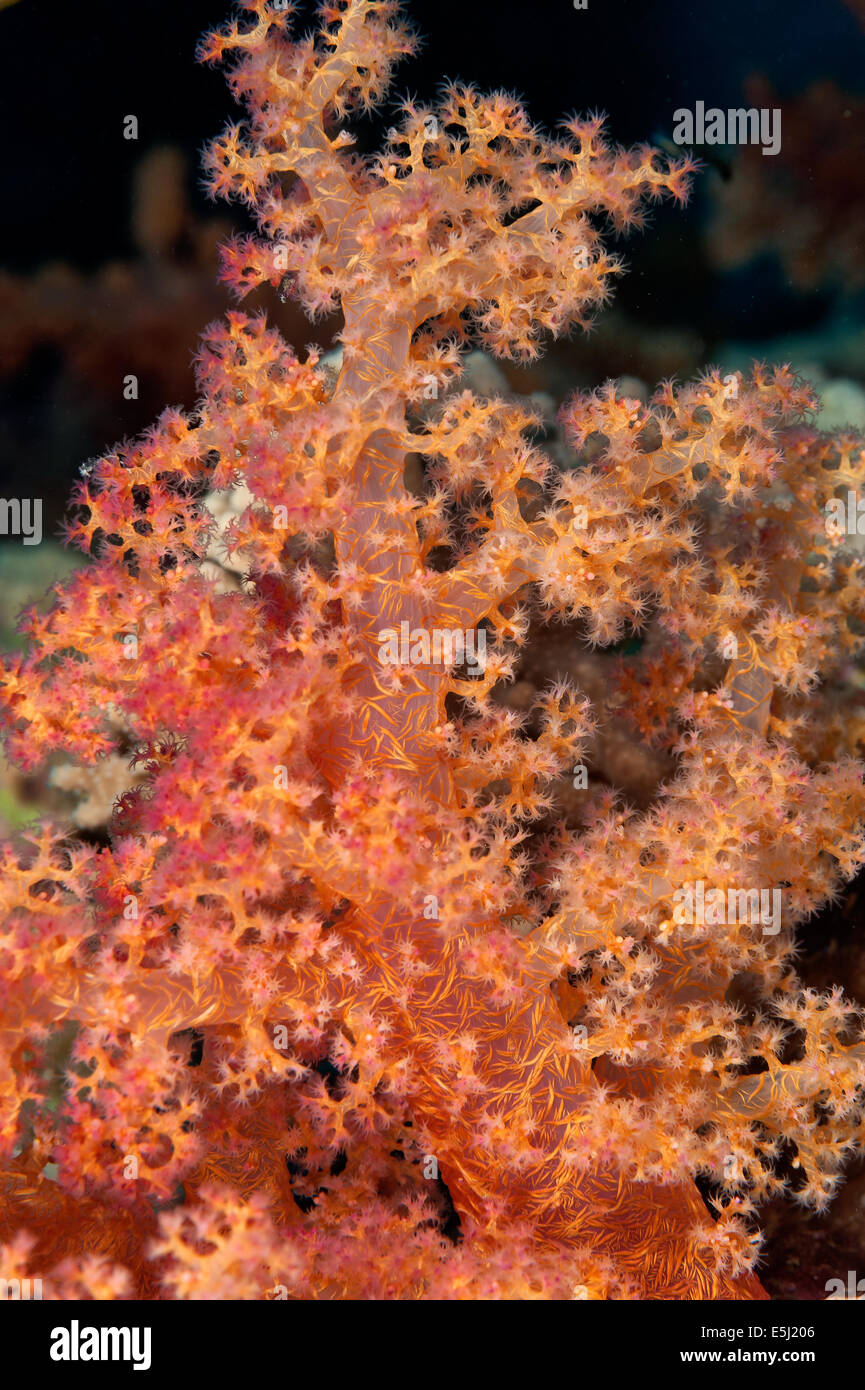 Detail der Dendronepthya SP. Korallen im Roten Meer Küste von Sudan Stockfoto