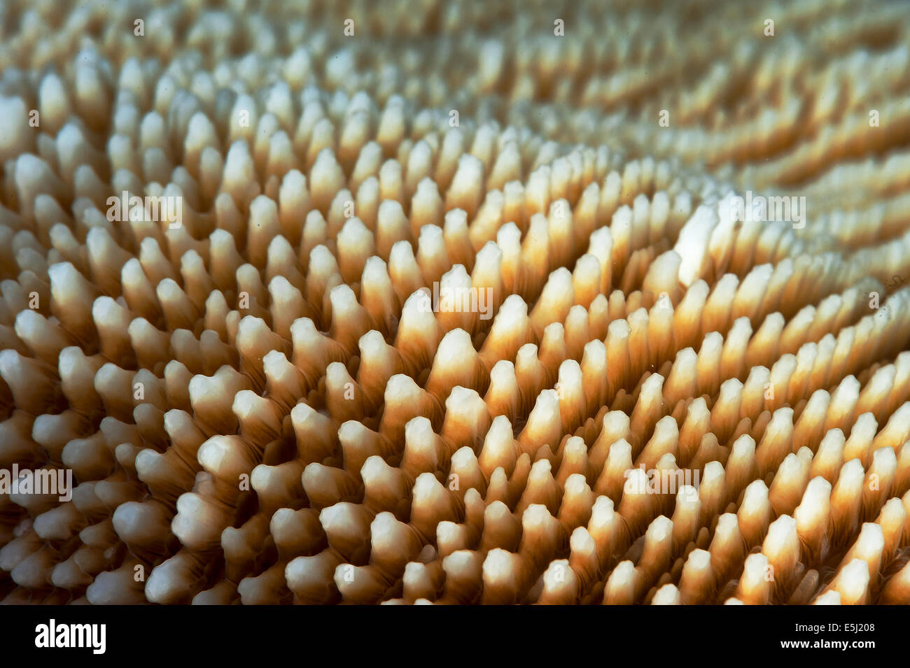 Detail der Pilzkorallen Simplex Korallen im Roten Meer Küste von Sudan Stockfoto