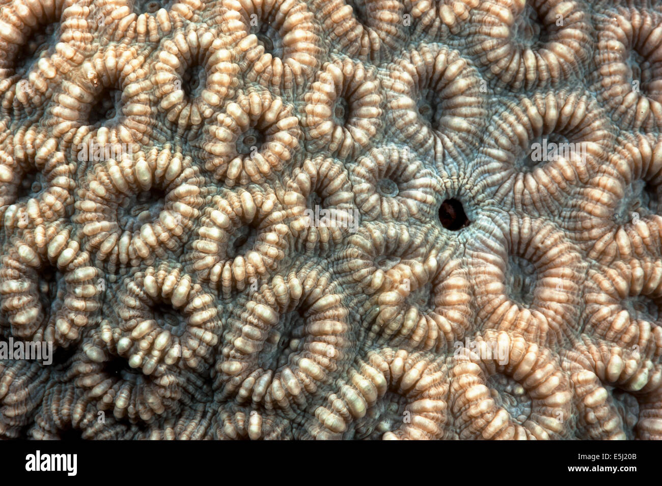 Detail der Lobophylia Corymbosa Korallen im Roten Meer Küste von Sudan Stockfoto
