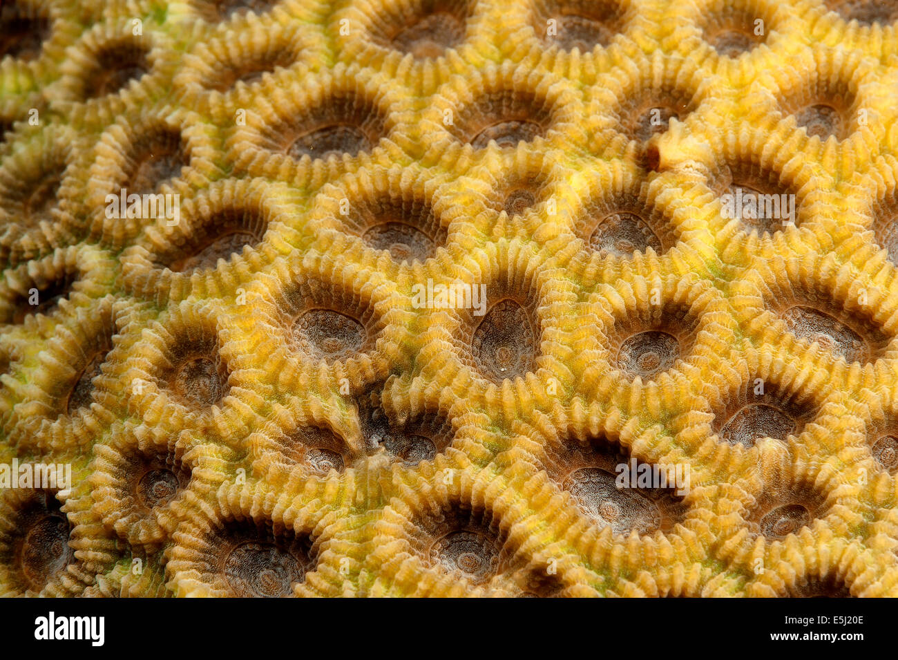 Detail des Oulophyllia Bennettae Korallen im Roten Meer Küste von Sudan Stockfoto