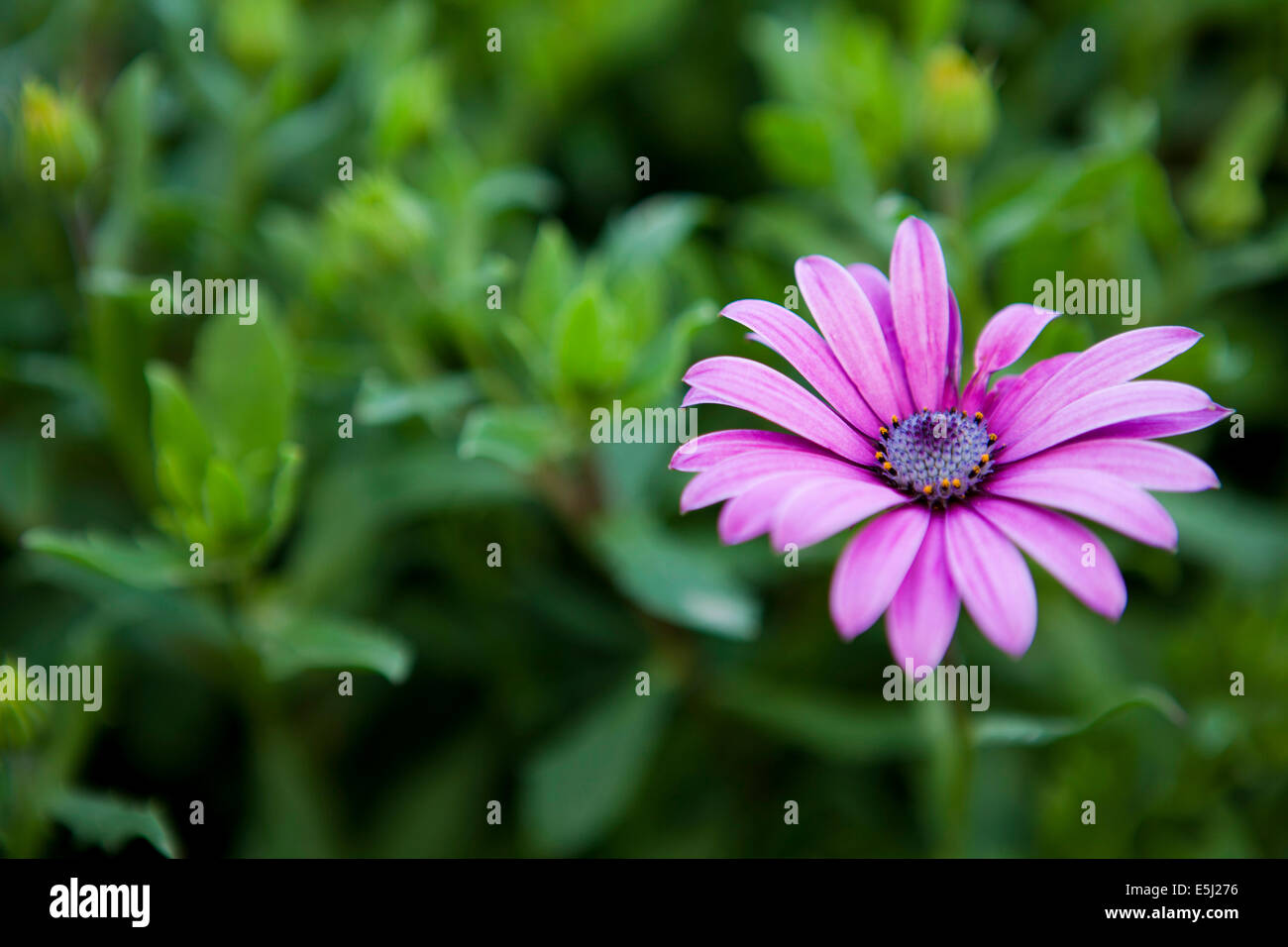 Lila Afrikanische Gänseblümchen, Osteospermum eklonis Stockfoto