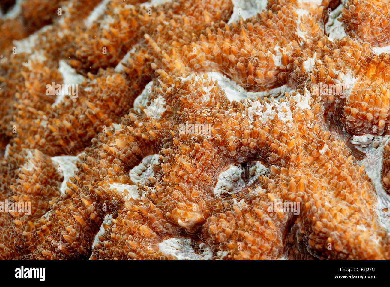 Detail der Caulastrea Furcata Korallen im Roten Meer Küste von Sudan Stockfoto