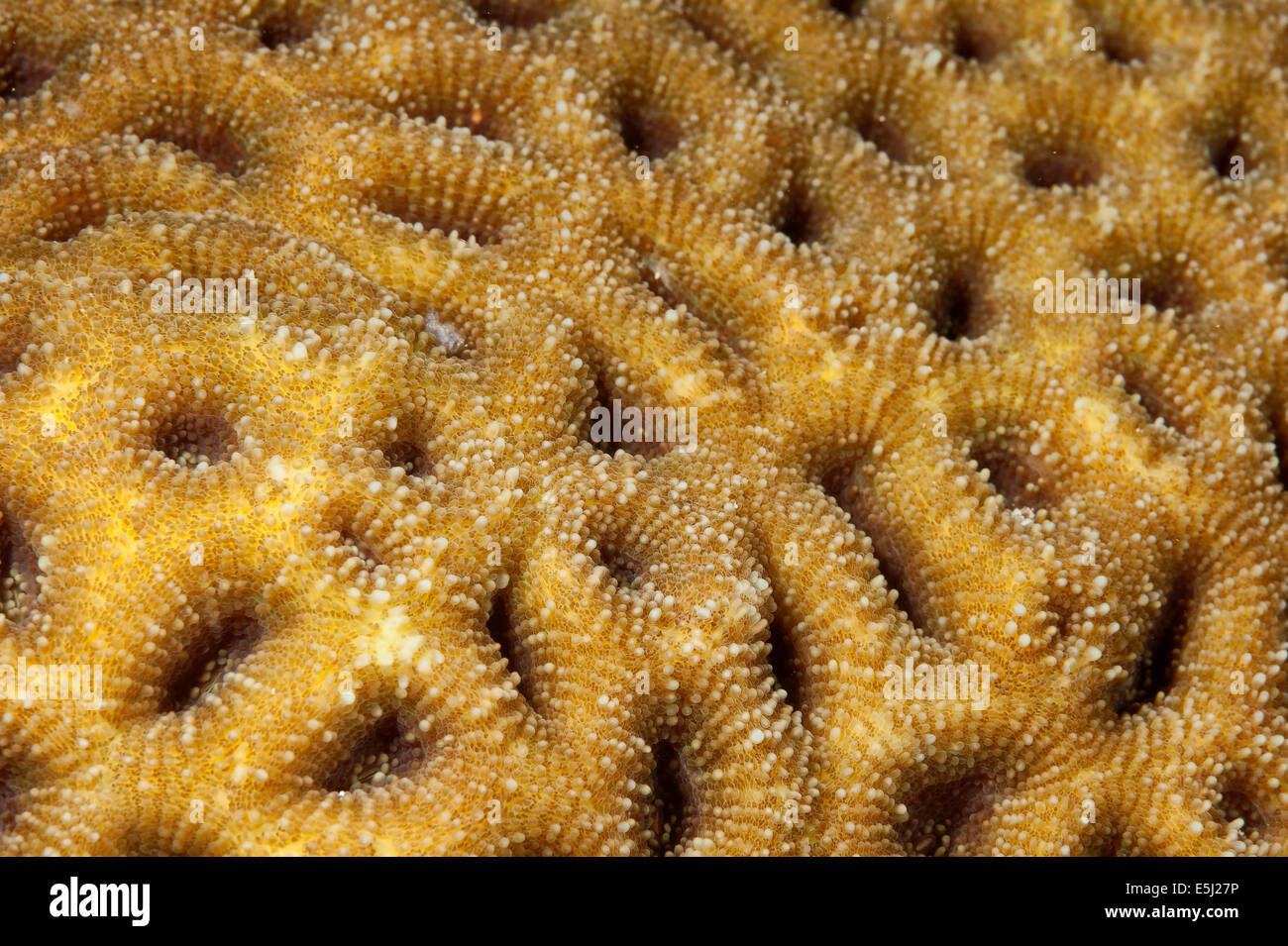 Detail der Montastrea Valenci Korallen im Roten Meer Küste von Sudan Stockfoto