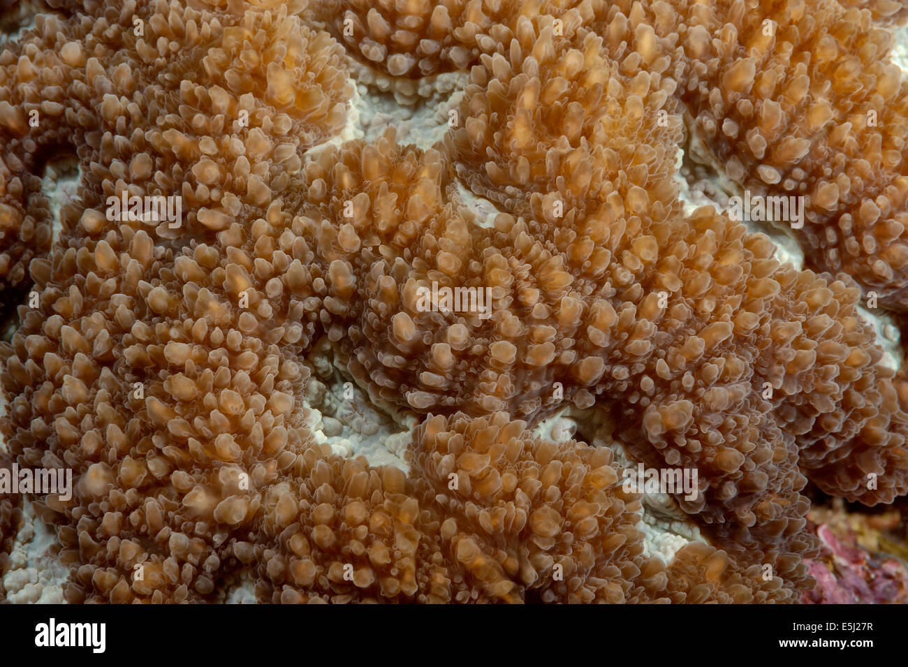 Detail der Montastrea Valenci Korallen im Roten Meer Küste von Sudan Stockfoto