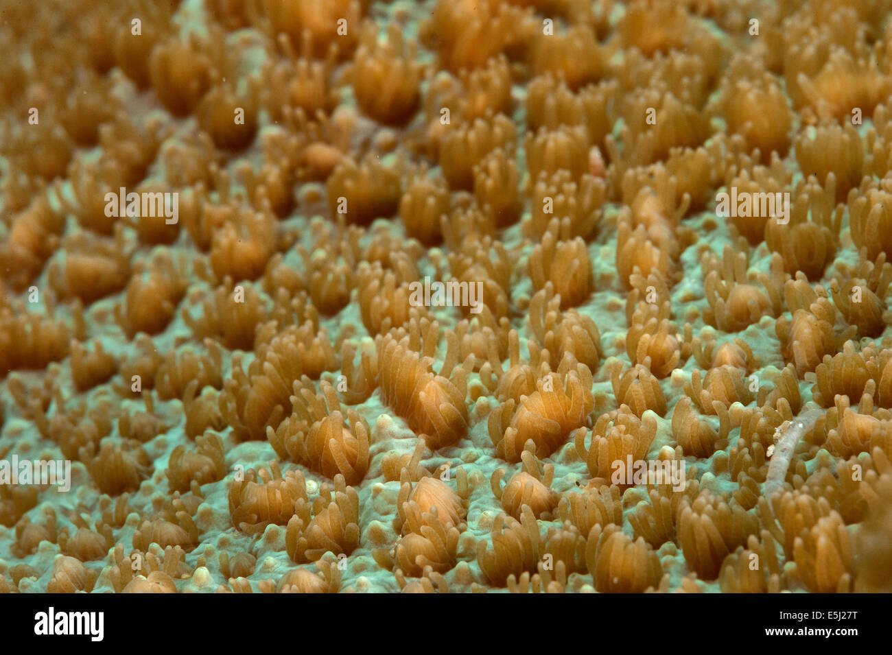 Detail der Alveopora SP. Korallen im Roten Meer Küste von Sudan Stockfoto
