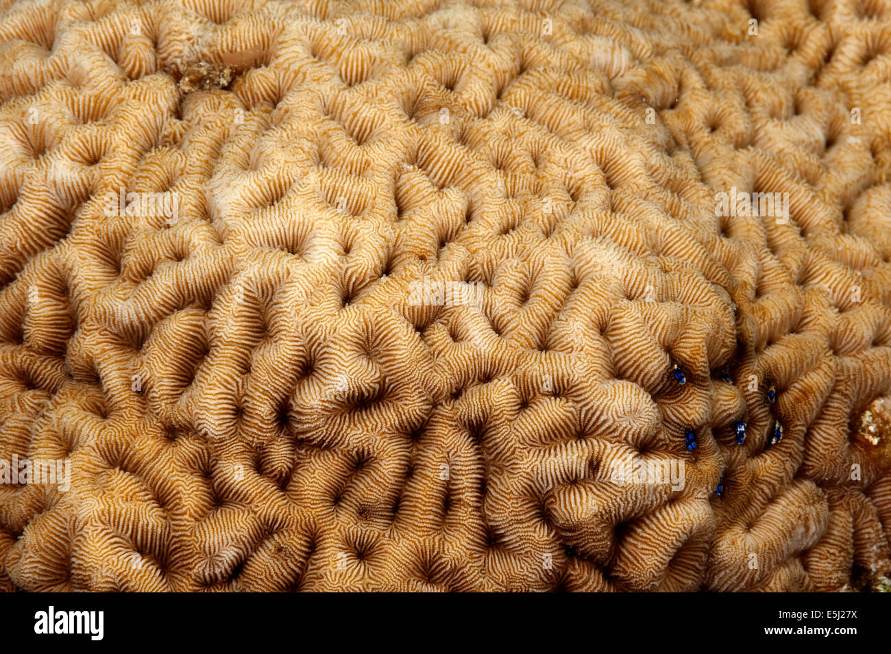 Detail der Sandalolitha Robusta Korallen im Roten Meer Küste von Sudan Stockfoto
