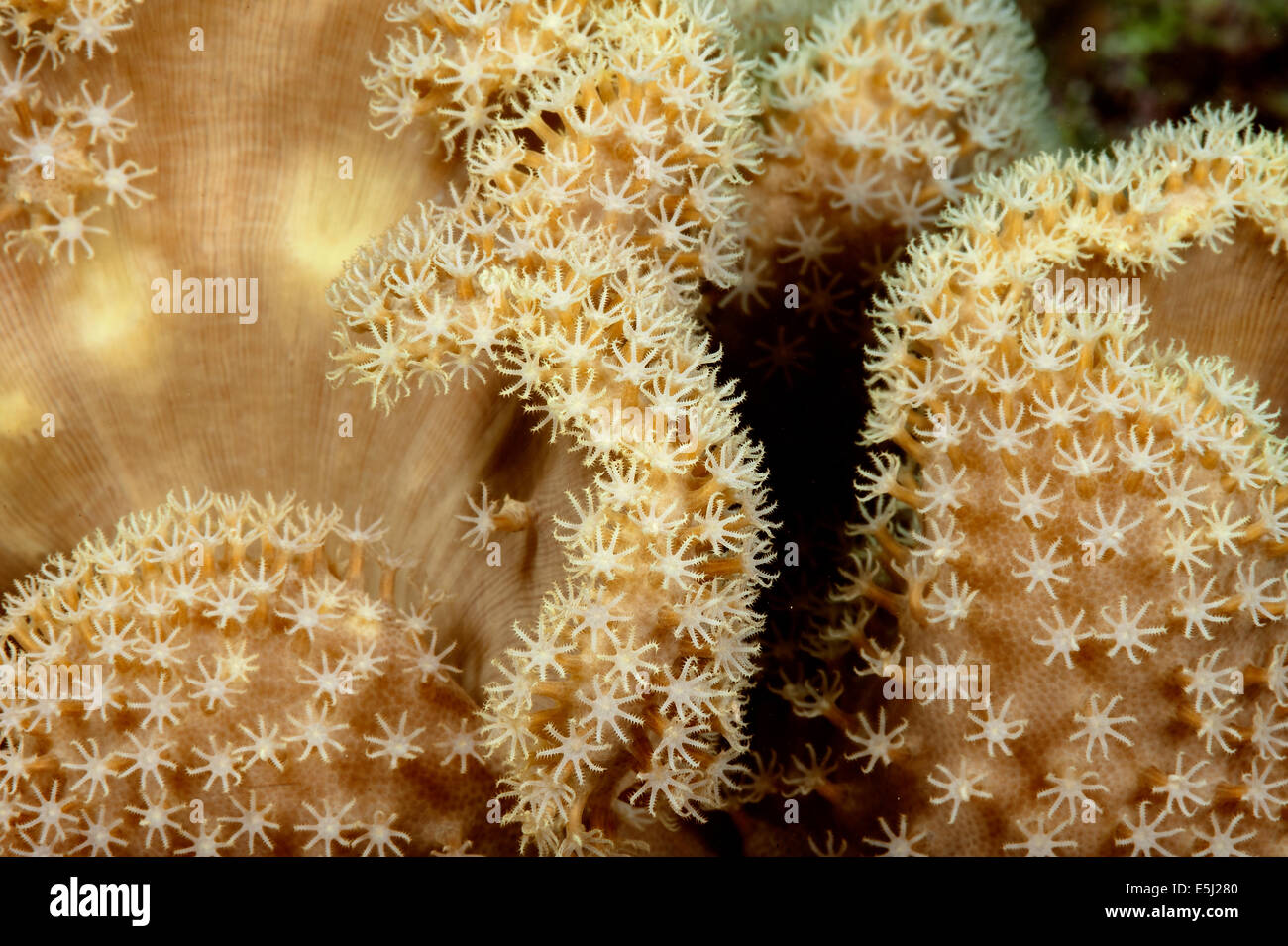 Detail der Goniopora SP. Korallen im Roten Meer Küste von Sudan Stockfoto