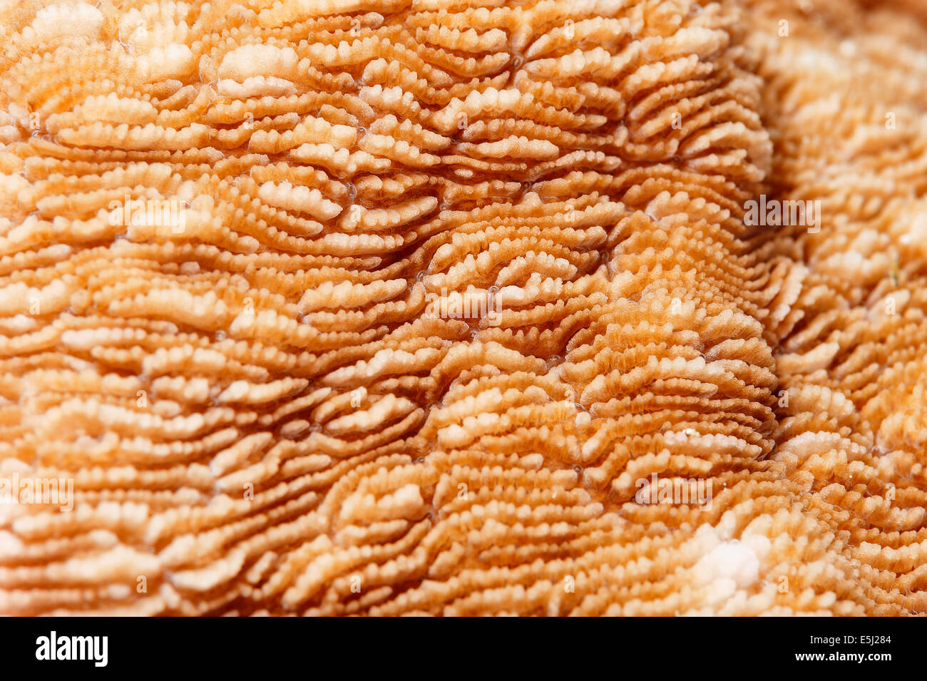 Detail der Diaseris Fragilis Korallen im Roten Meer Küste von Sudan Stockfoto