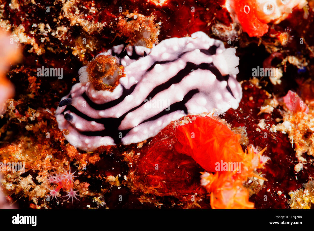 Phyllidia Varicosa Nacktschnecken im Roten Meer Küste von Sudan Stockfoto