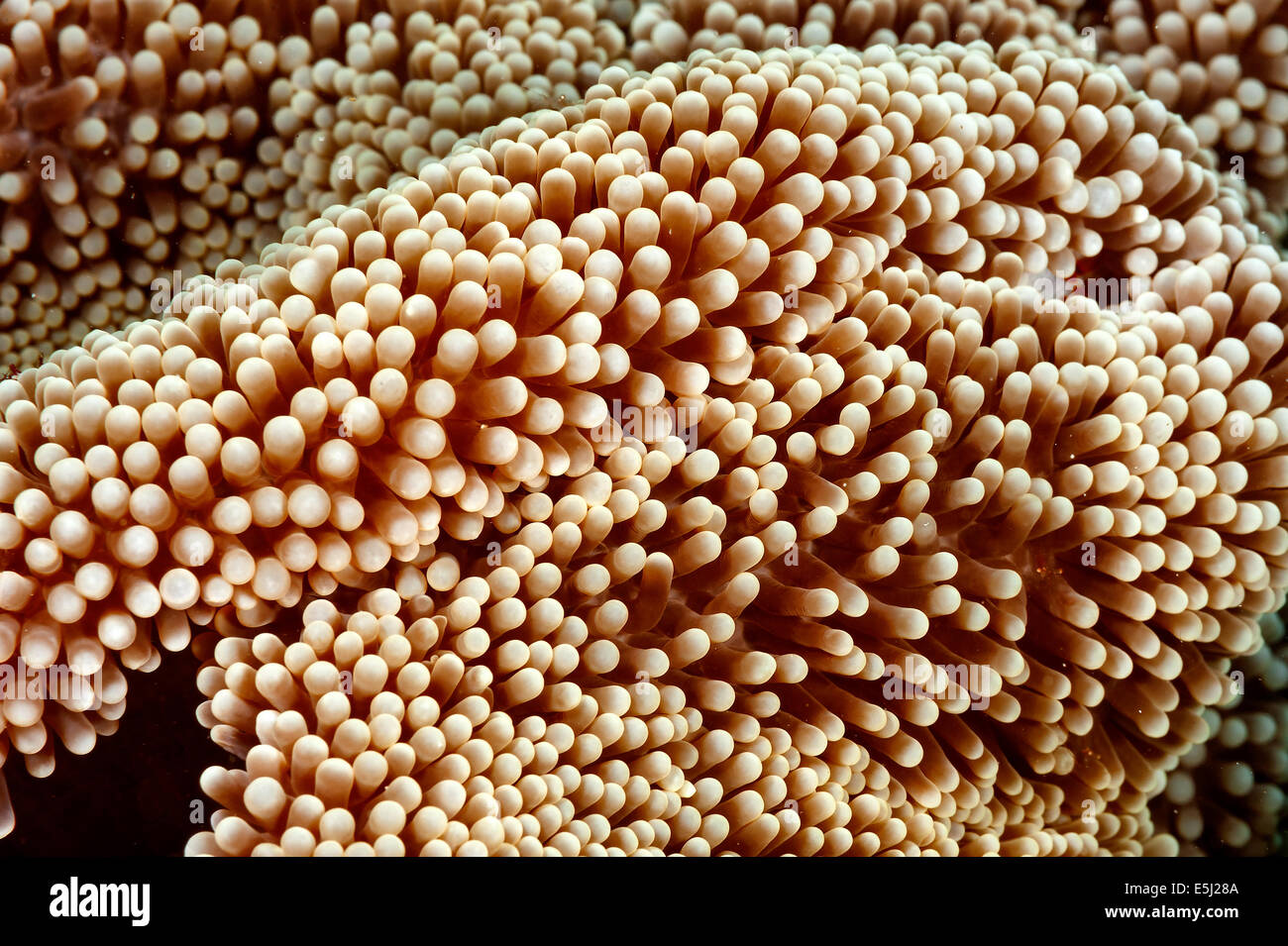 Herrliche Seeanemone im Roten Meer Küste von Sudan Stockfoto
