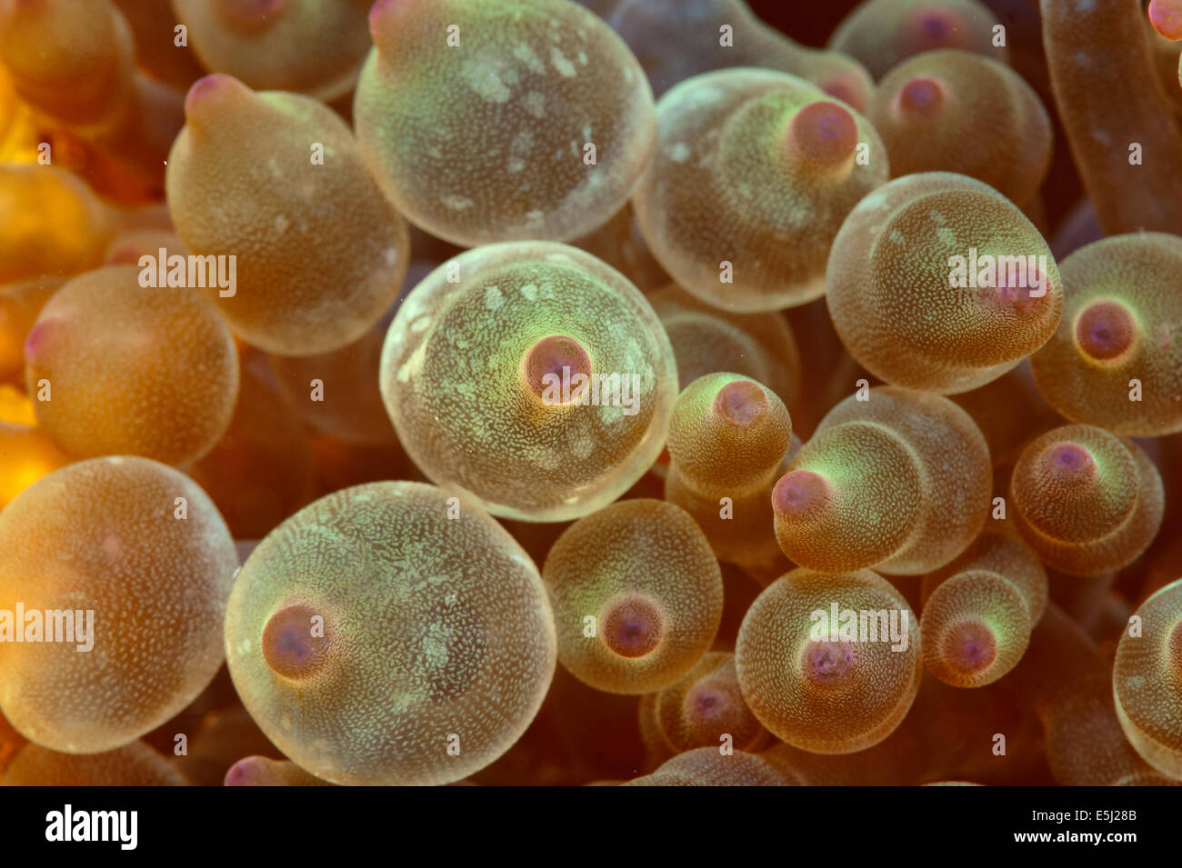 Birne-Tentakel Seeanemone im Roten Meer Küste von Sudan Stockfoto