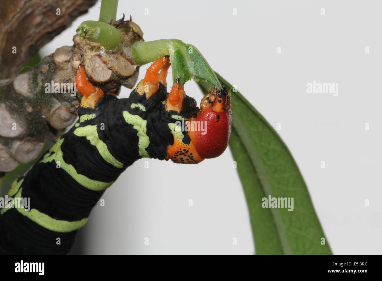 Tetrio Sphinx Caterpillar ursprünglich aus Antigua Barbuda in der Karibik kleine Antillen West Indies Essen ein Blatt auf ein Frangipani-t Stockfoto