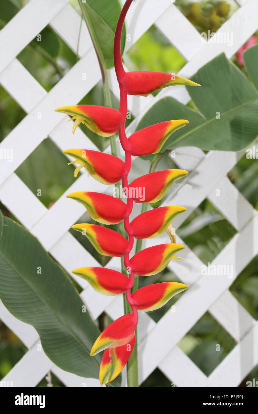 Rote und gelbe falsche Bird Of Paradise auf einem weißen Gitter Zaun in Antigua Barbuda Antillen, West Indies, Karibik. Stockfoto