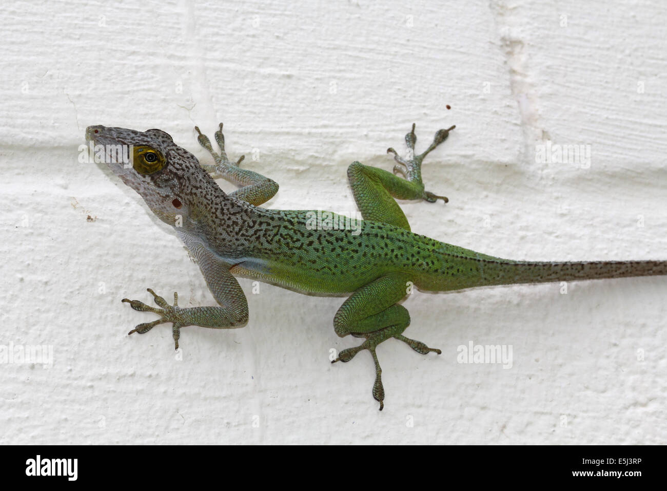 Grün und braun Chamäleon auf eine weiß lackierte Blockwand in Antigua Barbuda in der Karibik kleine Antillen West Indies. Stockfoto