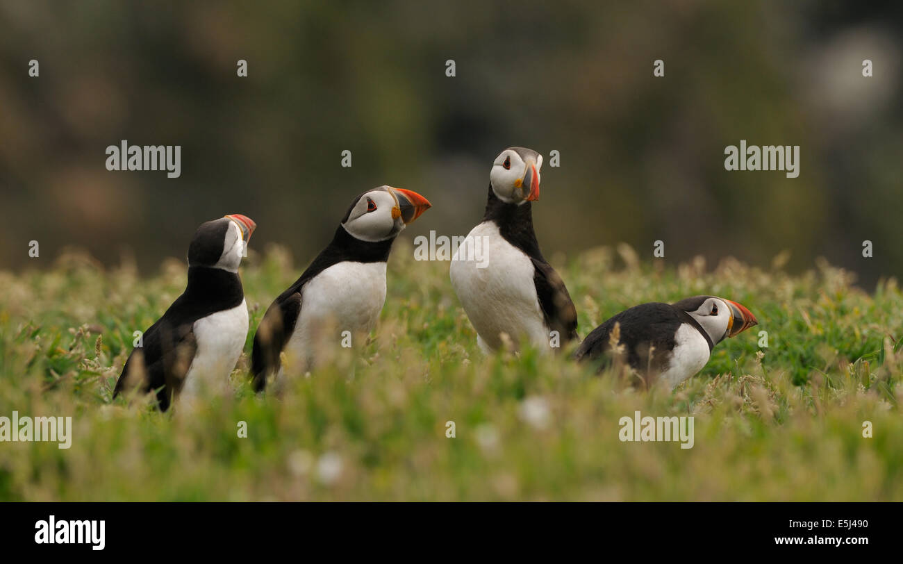 Papageitaucher zwischen Gräsern und kleinen Blumen auf den Klippen von Skomer Island im Südwesten der Halbinsel Marloes Stockfoto