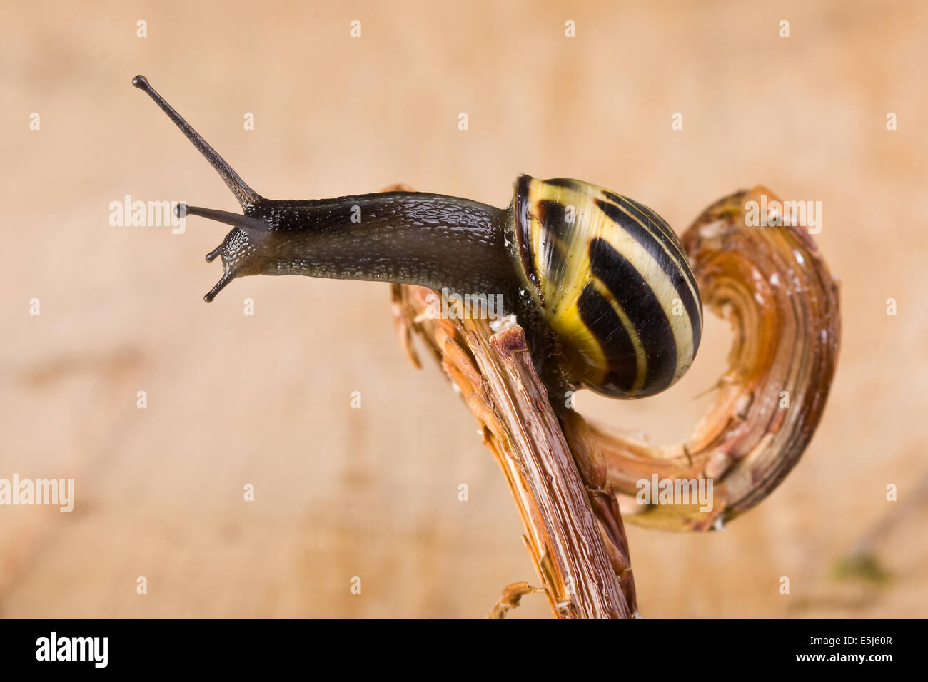 Garten Schnecke kriecht auf einem geschweiften Ast Stockfoto