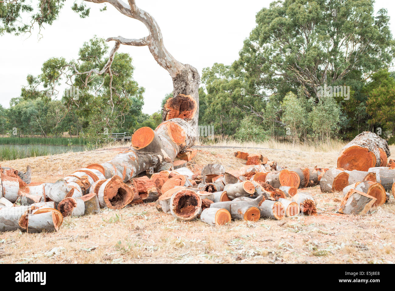 Gefallenen Kaugummi Baum geschnitten, Protokolle, Victoria, Australien Stockfoto