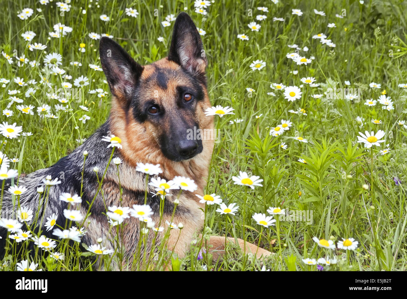 Hund, Deutscher Schäferhund liegt auf einer Lichtung in einem grünen Rasen und Blumen, in weißen Margeriten, Kamillen Stockfoto